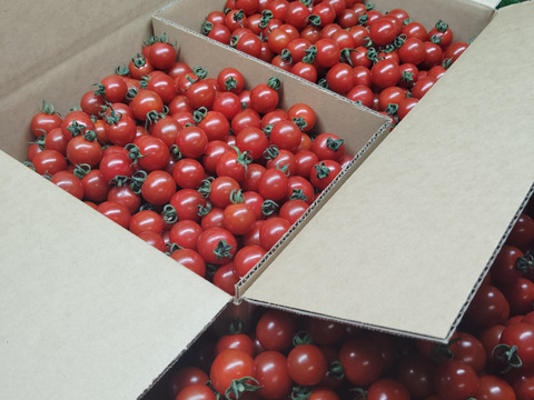 赤い宝石　ミニトマト『サンチェリーピュア』　1㎏（500gX
2袋 　約5パック分）
