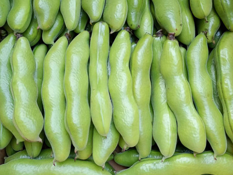 茨城県産 ソラマメ 三粒鞘 約4kg 鞘付 朝収穫して当日発送
