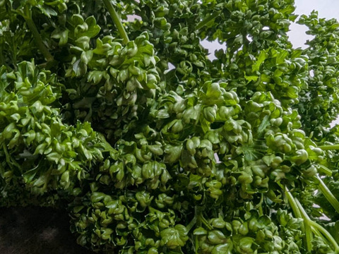 【200g】ふっくらクルクル！茨城県産カーリーパセリ！！