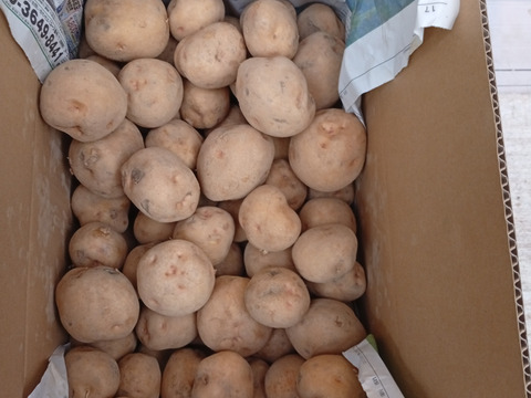 【飲食店様用】訳アリじゃがいも　キタアカリ　20㎏