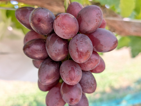 長野県限定栽培　信州上田産　『クイーンルージュ®』　お得な家庭用(バラ房、小さな実など含まれます)1.5～1.8キロ（目安4～6房）