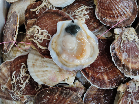 活ホタテ２年貝　生食用１５ｋｇ(120～150枚)