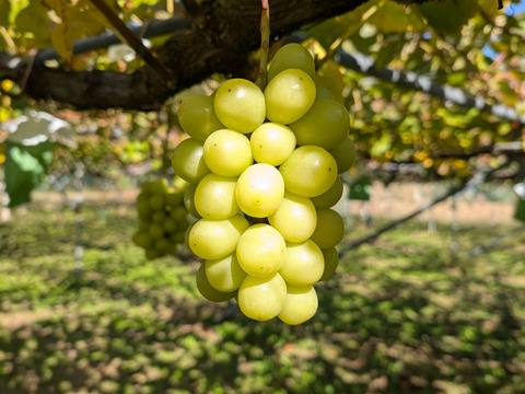 最終セール　ぜひ説明文をご覧ください！　シャインマスカット　お得な家庭用　1.5～1.8キロ（大小込み目安　4～6房）