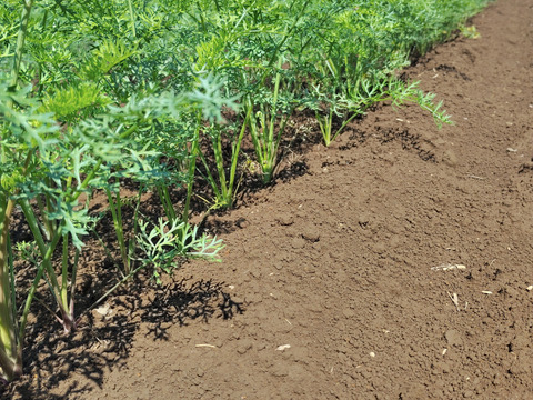 人参 訳あり 3kg