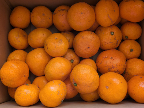 【訳あり】濃厚なコクと酸味がおいしい！有田みかん★自家製堆肥栽培★定番5kg★和歌山★