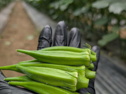【新鮮朝採れオクラ100本】熊本県産｜HANA FARM