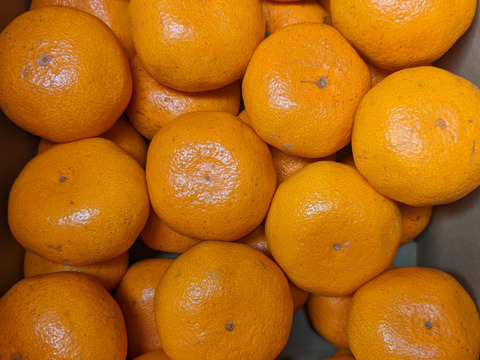 【味に自信あり：数量限定】甘味と酸味のバランスがとれたまる美農園の濃厚早生みかん（3㎏）