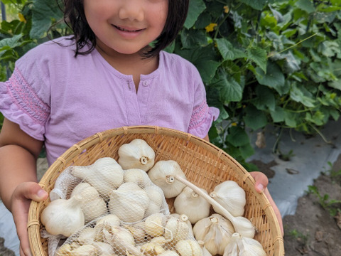 【小さめ ピンク バラにんにく】 600g  北海道産 北海道在来種 農薬不使用自家栽培にんにく