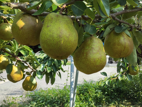 高貴な香り山形ラ・フランス【４ケ入り×２パック】