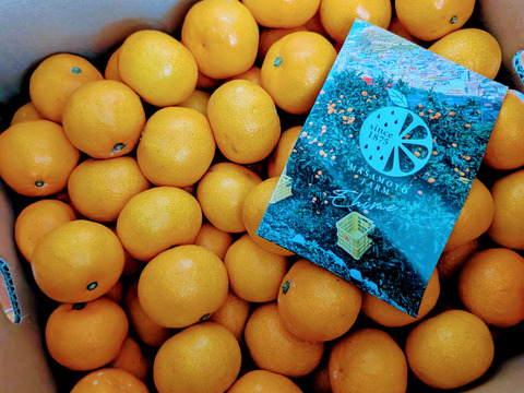 極上小玉みかん5kg