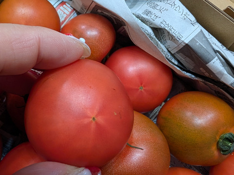 朝採れトマト（セレブスイート）2㎏