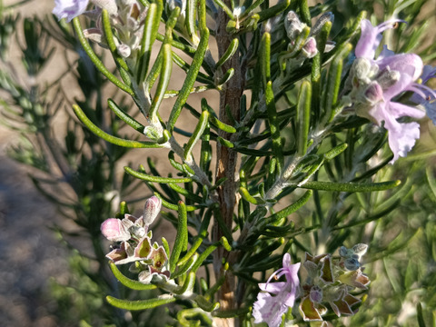 【ゲン担ぎ福袋】約30%お得！おまけ付き！体と心に沁み渡る豊かな香りと味わい！ブレンドハーブティーバッグ（3種）、リーフ（2種）詰め合わせ計5種3776円（5250円相当）（農薬化学肥料不使用）