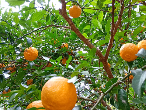 有機JAS認証　柚子（ゆず）2000g