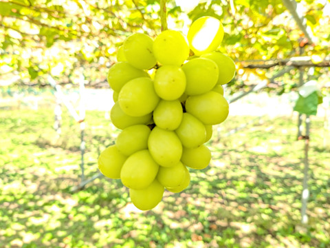 最終セール　ぜひ説明文をご覧ください！　シャインマスカット　お得な家庭用　1.5～1.8キロ（大小込み目安　4～6房）