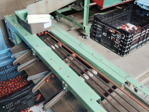 赤い宝石　ミニトマト『サンチェリーピュア』　1㎏（500gX
2袋 　約5パック分）