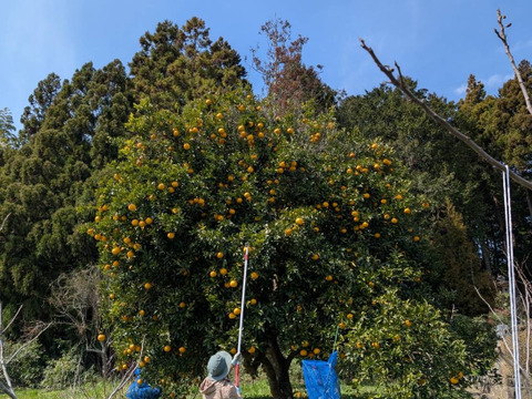 夏みかん　「昔ながらの爽やかで酸っぱい柑橘」9kg