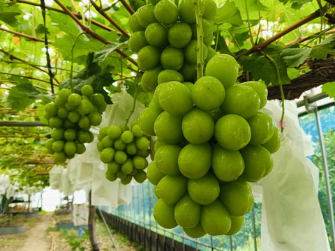 💫彩り鮮やかぶどう2房《シャインマスカット&ナガノパープル》《季節のギフトに最適》【高級化粧箱入り·計1,1kg程】【北九州市ふるさと納税返礼品にも出品中】