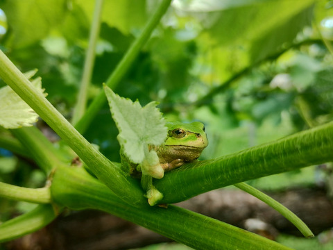 爽やかな甘みと香り　シャインマスカット　家庭用（規格外）800g（２～４房）