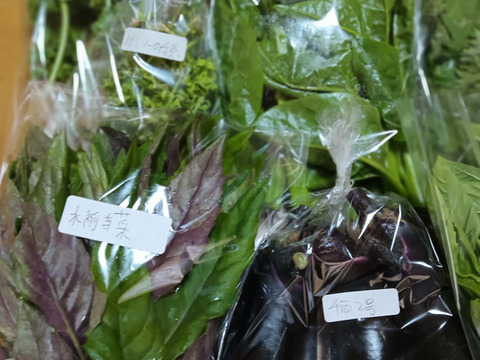 リューネファームの野菜お試しセット