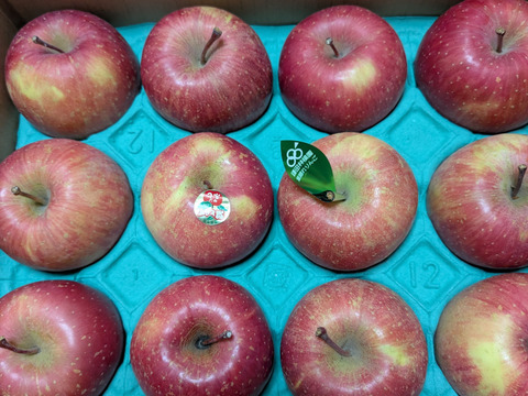 食べきりサイズの小玉です❗個性派りんご🍎葉隠れサンふじ  （12個～14個）3キロ箱使用