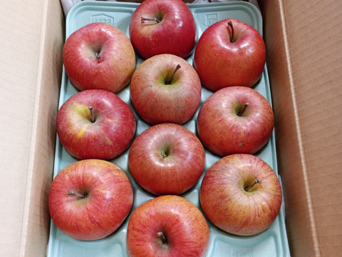 すぐ発送！蜜入りチェック済！3キロ10-13玉葉取らず農薬半減栽培樹上完熟蜜入サンふじ　蜜ライトにて光を通すかチェックします！　りんご