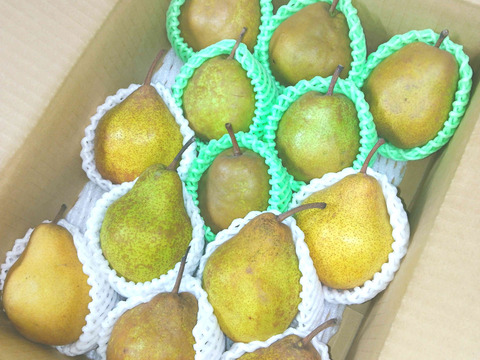 食べ比べ！西洋梨詰め合わせ 3kg 家庭用 10〜16玉入り　ラフランス・シルバーベル 山形県産西洋梨ラフランス