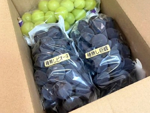 【おつとめ品】２種類のぶどう約1.2kg(３房)
★★最終盤で柔らかめかも★★
