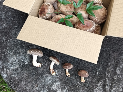 色々なサイズの生椎茸1kg！！