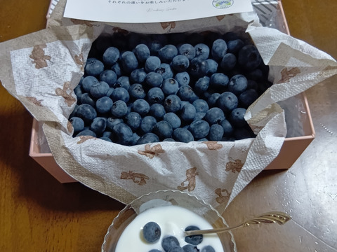 【極上】完熟 生ブルーベリー！ 甘くてジューシーな 500g