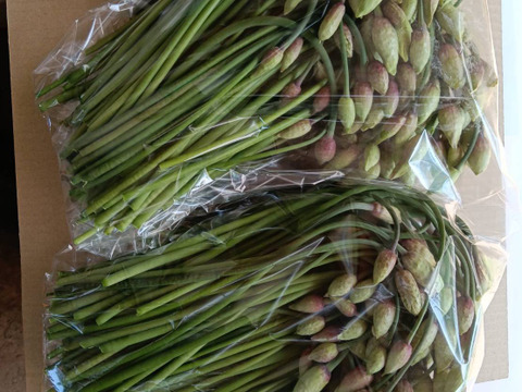 ！出荷中！行者にんにく花蕾1kg　5/27で受付終了！　90°に曲がった最高の状態を出荷します　幻の山菜