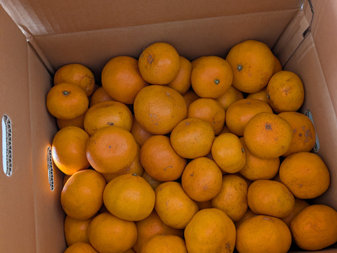 家庭用【自然栽培】（糖度15度超え）樹上完熟の倉出し 食べやすい甘さ 食べ出したら止まらない 早生みかん（20K）