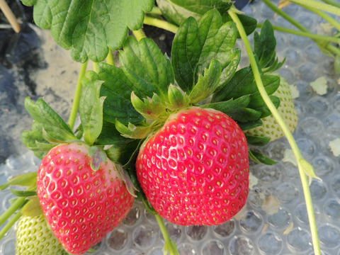 土耕栽培！無加温！無電照でゆっくり熟した\\恋みのり♡//250g×2パック