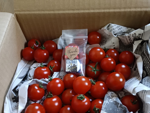 【12月発送】☆初めての方限定☆少量お試し☆超濃厚ミニトマト　400g　家庭用　
プチトマト