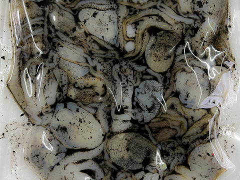 秋田県産　イイダコ BOX‼️-60℃真空急速冷凍