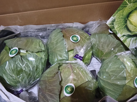 苦みを抑えて甘さを際立たせた「高志の賜物」のこだわりキャベツ！2025年12月収穫