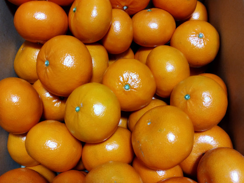 10Kg 果汁がジュワッと！ミカンの大トロ【麗紅】