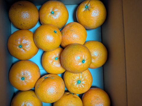 甘うま溢れる！奄美たんかん（3kg・ご家庭用）