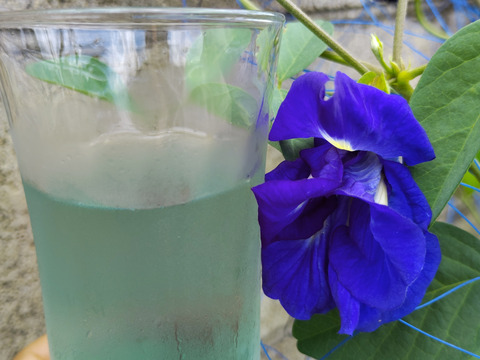 レモングラス フレッシュ 生葉 500g