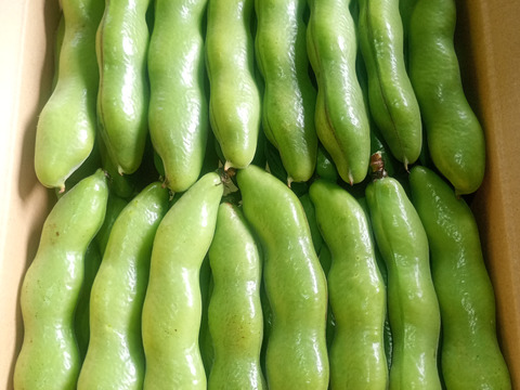 茨城県産 ソラマメ 三粒鞘 約1.3kg 鞘付 朝収穫して当日発送