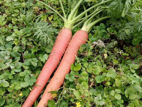 自然栽培　農薬不使用無肥料固定種 金時人参　【金時人参】2キロ　農園からほりたて土付き直送　固定種金時人参