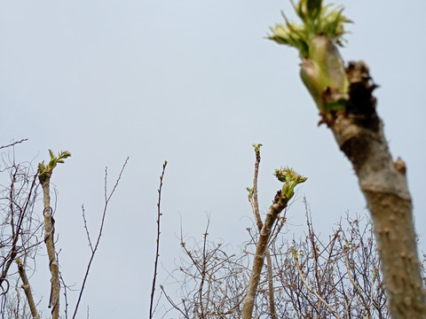【予約】タラの芽100g【天然・自生】