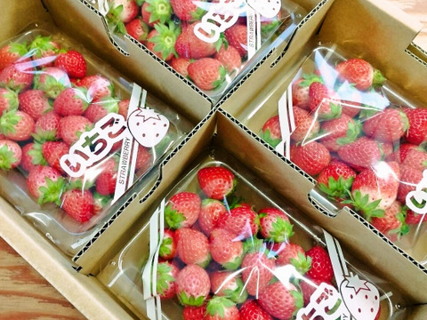 いちご「夏のしずく」 レギュラーパック 1kg （250g×4p）青森県産