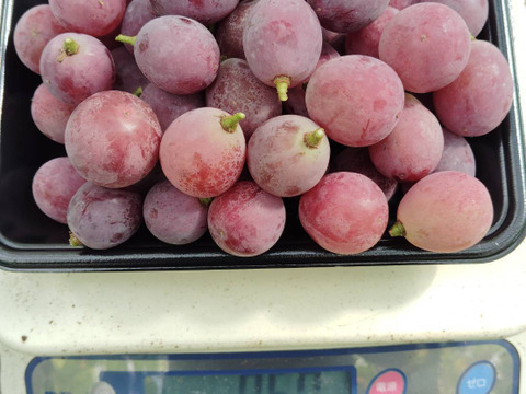 【バラ粒】訳あり 安芸クイーン１kg(500ｇ×2パック)