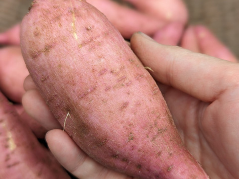 石蔵熟成 安納蜜いも　１ｋｇ　種子島産冷凍焼き芋