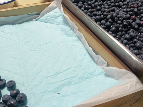 とれたて冷凍！ニキブルーベリー500g×2p