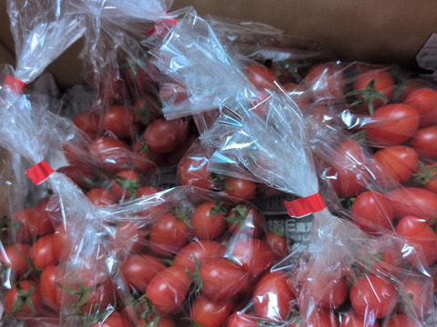 あま～いプチトマト（アイコ）がたっぷり1,5㎏入ります
