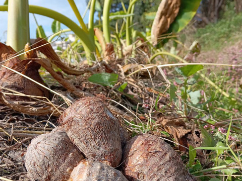 秋の自然栽培野菜Lセット6種類《12月、自然栽培野菜3kg前後80サイズ》朝採りで超新鮮［季節の固定種在来種専門農家だからできる］淡路島から葉付き人参いり