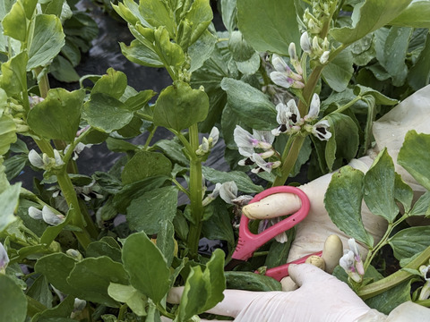 【大好評♫ 】食べやすさ抜群”みずみずしい”とれたて  そら豆. 4名以上にオススメ　3000g→3300g from 名水の里　神奈川県秦野市