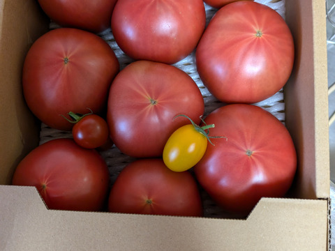 【 100％純トマト🍅】【雪ちゃんトマト】桃太郎トマト（2キロ箱満杯詰め）