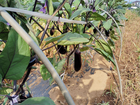 茨城産長ナス　業務用9キロ　産直直送